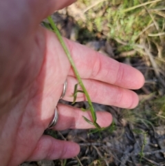 Stackhousia monogyna at Captains Flat, NSW - 22 Oct 2023