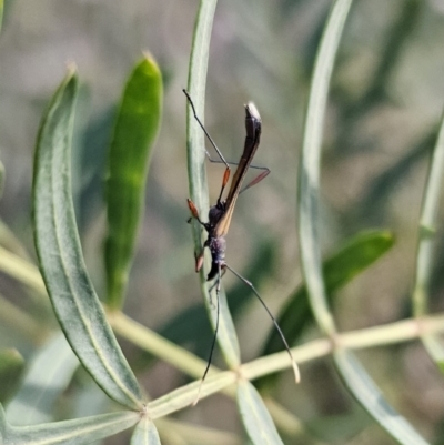 Enchoptera apicalis (Longhorn beetle) at Yanununbeyan State Conservation Area - 22 Oct 2023 by Csteele4