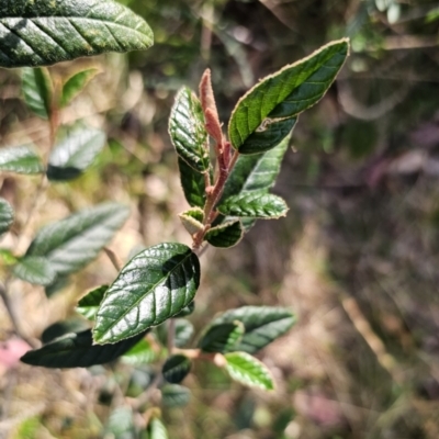 Pomaderris betulina subsp. betulina (Birch Pomaderris) at QPRC LGA - 22 Oct 2023 by Csteele4