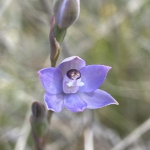 Thelymitra peniculata at Sutton, NSW - suppressed