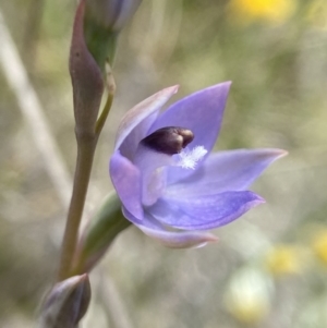 Thelymitra peniculata at Sutton, NSW - suppressed