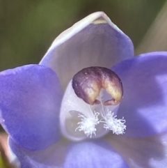 Thelymitra peniculata at Sutton, NSW - suppressed