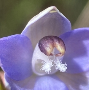 Thelymitra peniculata at Sutton, NSW - suppressed