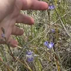 Thelymitra peniculata at Sutton, NSW - suppressed