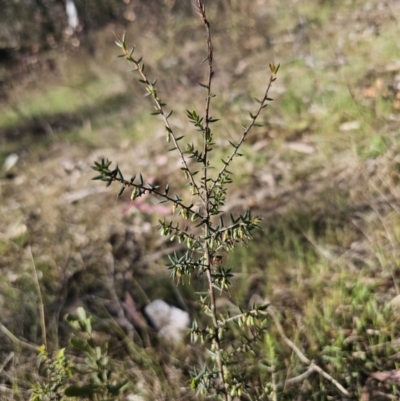 Leucopogon fletcheri subsp. brevisepalus (Twin Flower Beard-Heath) at QPRC LGA - 22 Oct 2023 by Csteele4