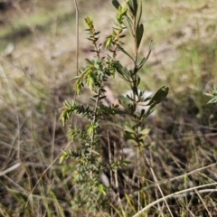 Styphelia fletcheri subsp. brevisepala at Captains Flat, NSW - 22 Oct 2023