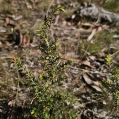 Leucopogon fletcheri subsp. brevisepalus at Captains Flat, NSW - 22 Oct 2023