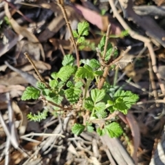 Rubus parvifolius (Native Raspberry) at Captains Flat, NSW - 22 Oct 2023 by Csteele4