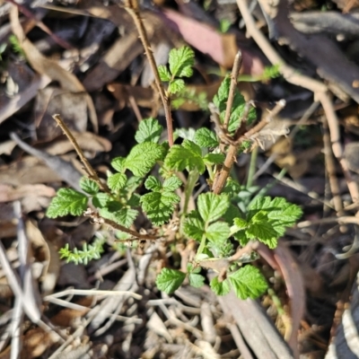 Rubus parvifolius (Native Raspberry) at Captains Flat, NSW - 22 Oct 2023 by Csteele4