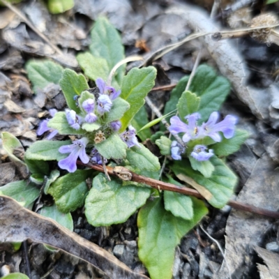 Ajuga australis (Austral Bugle) at Captains Flat, NSW - 22 Oct 2023 by Csteele4