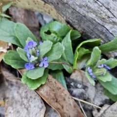 Ajuga australis at Captains Flat, NSW - 22 Oct 2023 05:04 PM