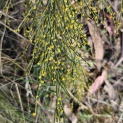 Exocarpos strictus (Dwarf Cherry) at QPRC LGA - 22 Oct 2023 by Csteele4