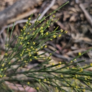 Exocarpos strictus at Captains Flat, NSW - 22 Oct 2023