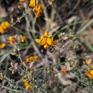 Mirbelia oxylobioides at Captains Flat, NSW - 22 Oct 2023