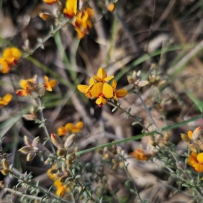 Mirbelia oxylobioides (Mountain Mirbelia) at Captains Flat, NSW - 22 Oct 2023 by Csteele4