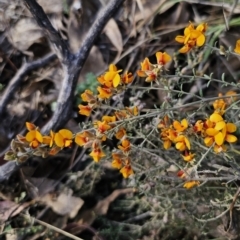 Mirbelia oxylobioides at Captains Flat, NSW - 22 Oct 2023