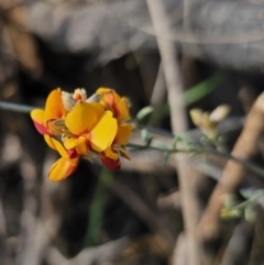 Mirbelia oxylobioides at Captains Flat, NSW - 22 Oct 2023