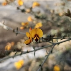 Mirbelia oxylobioides at Captains Flat, NSW - 22 Oct 2023 05:24 PM