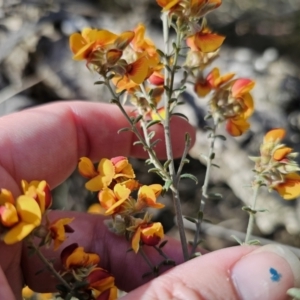 Mirbelia oxylobioides at Captains Flat, NSW - 22 Oct 2023 05:24 PM