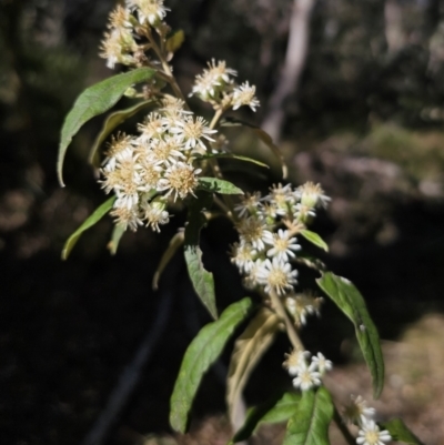 Olearia lirata (Snowy Daisybush) at Yanununbeyan State Conservation Area - 22 Oct 2023 by Csteele4