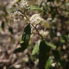 Olearia lirata at Captains Flat, NSW - 22 Oct 2023 05:27 PM