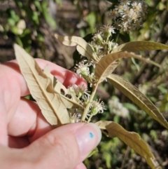 Olearia lirata at Captains Flat, NSW - 22 Oct 2023 05:27 PM