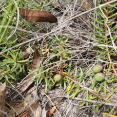 Persoonia chamaepeuce (Dwarf Geebung) at Captains Flat, NSW - 21 Oct 2023 by Csteele4