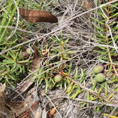 Persoonia chamaepeuce (Dwarf Geebung) at QPRC LGA - 21 Oct 2023 by Csteele4