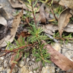 Persoonia chamaepeuce at Captains Flat, NSW - 21 Oct 2023