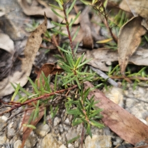 Persoonia chamaepeuce at Captains Flat, NSW - 21 Oct 2023
