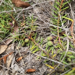 Persoonia chamaepeuce at Captains Flat, NSW - 21 Oct 2023