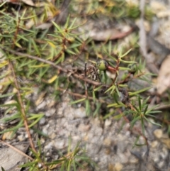 Persoonia chamaepeuce at Captains Flat, NSW - 21 Oct 2023