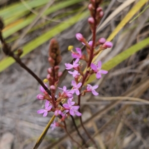 Stylidium graminifolium at Captains Flat, NSW - 21 Oct 2023 02:53 PM