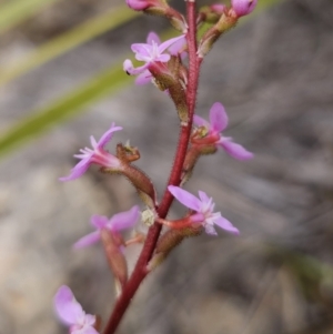 Stylidium graminifolium at Captains Flat, NSW - 21 Oct 2023 02:53 PM