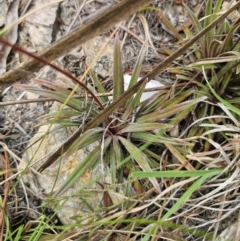 Stylidium graminifolium at Captains Flat, NSW - 21 Oct 2023 02:53 PM