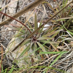 Stylidium graminifolium at Captains Flat, NSW - 21 Oct 2023