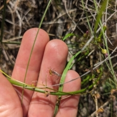 Drosera auriculata (Tall Sundew) at Black Mountain - 22 Oct 2023 by WalterEgo