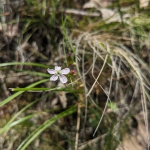 Drosera auriculata at Canberra Central, ACT - 22 Oct 2023 01:12 PM