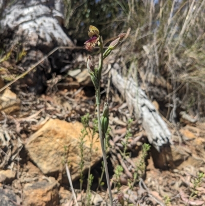 Calochilus platychilus (Purple Beard Orchid) at Black Mountain - 22 Oct 2023 by WalterEgo