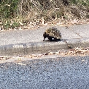 Tachyglossus aculeatus at Phillip, ACT - 22 Oct 2023