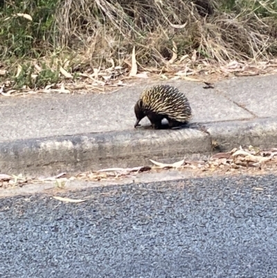 Tachyglossus aculeatus (Short-beaked Echidna) at Phillip, ACT - 22 Oct 2023 by Brad