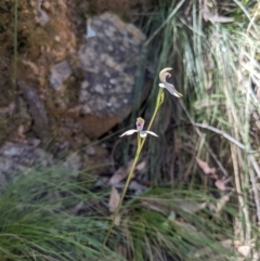 Caladenia moschata (Musky Caps) at Canberra Central, ACT - 22 Oct 2023 by WalterEgo