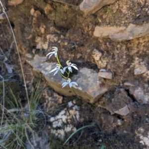 Caladenia moschata at Canberra Central, ACT - suppressed