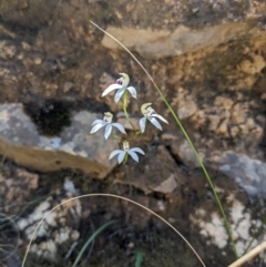 Caladenia moschata at Canberra Central, ACT - suppressed