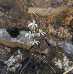 Caladenia moschata at Canberra Central, ACT - 22 Oct 2023