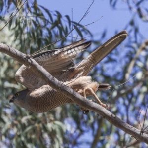 Accipiter fasciatus at Canberra Central, ACT - 20 Oct 2023