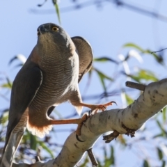Accipiter fasciatus at Canberra Central, ACT - 20 Oct 2023
