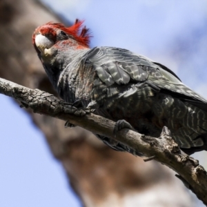 Callocephalon fimbriatum at Acton, ACT - suppressed