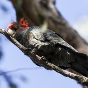 Callocephalon fimbriatum at Acton, ACT - suppressed