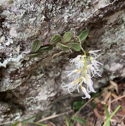 Dockrillia linguiformis (Thumb-nail Orchid) at Booderee National Park - 4 Oct 2023 by Tapirlord